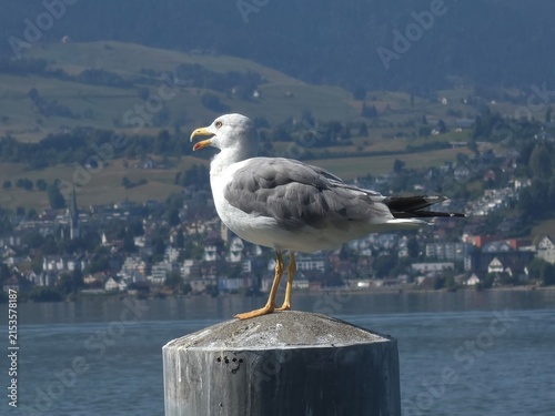 Mouette