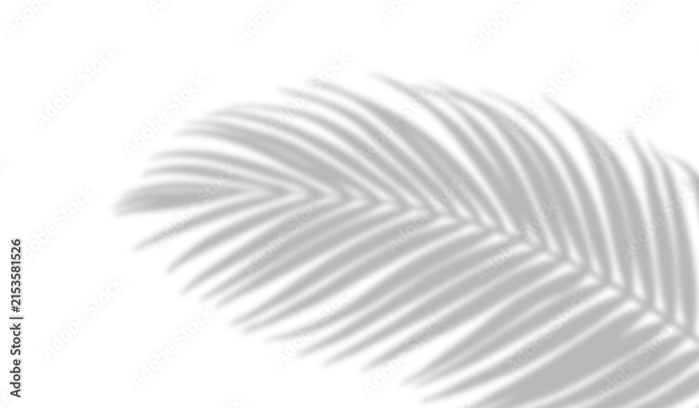 Naklejka premium PNG shadow overlay effect of realistic tropical palm leaves isolated on transparent background. Black and white coconut leaf blur shadow overlay summer decorative vector element design.