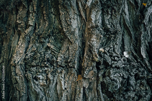 A close up of Carolina poplar tree bark texture