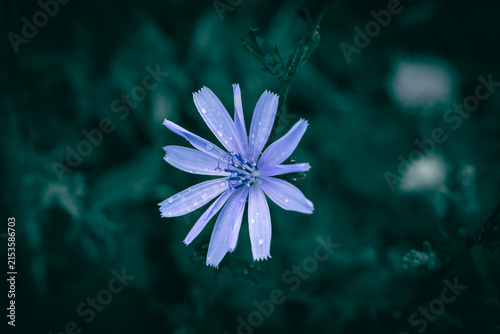 A close up of a purple and blue meadow Chicory flower with rain drops