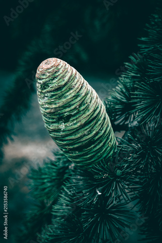 A close up of a big Atlas Cedar cone