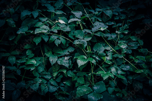 A close up of dark green wild blackberry leaves with rain drops on a meadow texture pattern