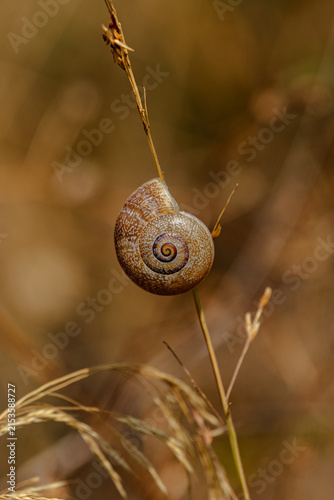 Fotografía Land snail shell on dry grass with spiral pattern, warm natural bokeh and copy s