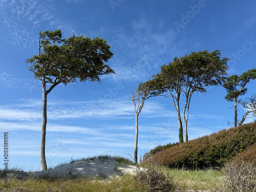 Windflüchter (Windlooper) auf dem Darß an der Ostsee