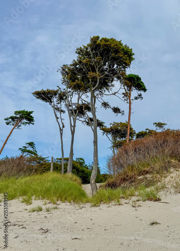 Windflüchter (Windlooper) auf dem Darß an der Ostsee