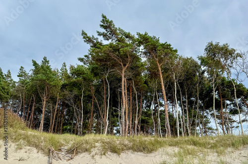 Windflüchter (Windlooper) auf dem Darß an der Ostsee
