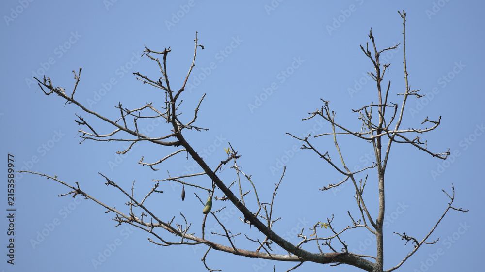 Obraz premium Leafless Tree Branches with Dry Seed Pods Stretching Across a Clear Bright Blue Sky Background
