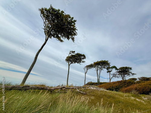 Windflüchter (Windlooper) auf dem Darß an der Ostsee