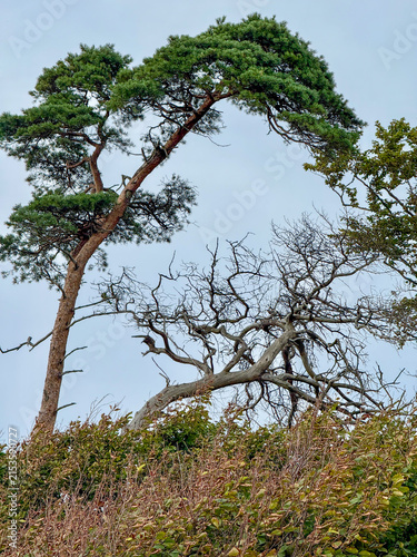 Windflüchter (Windlooper) und toter Baum auf dem Darß an der Ostsee