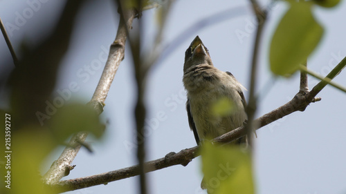Foto Small Wild Bird Perched on a Tree Branch Looking Up and Chirping in a Natural Ou