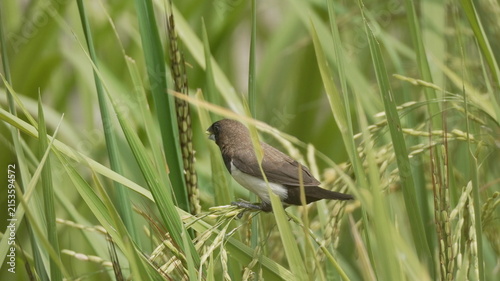 Small White-rumped Munia Bird Perched on Ripening Rice Ears in a Lush Green Paddy Field Outdoors