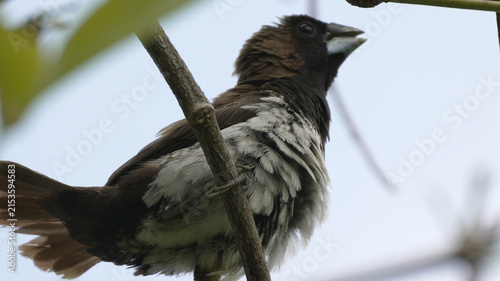 Cuadro en lienzo Small White-rumped Munia Bird Perched on a Tree Branch Chirping in the Wild Natu