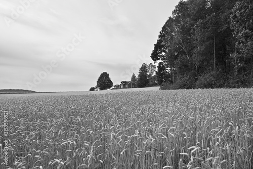 Cuadro en lienzo Black and White Nordic Wheat Field and Farmhouse Edge under Overcast Sky
