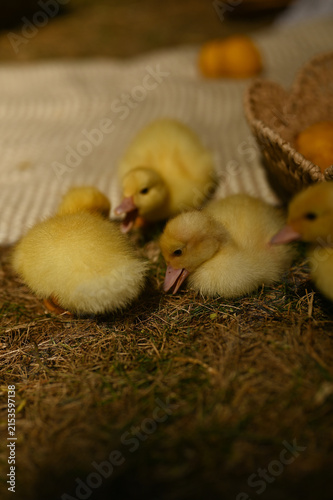 Quadro su tela Tiny yellow ducklings chirping and eating on green lawn close up