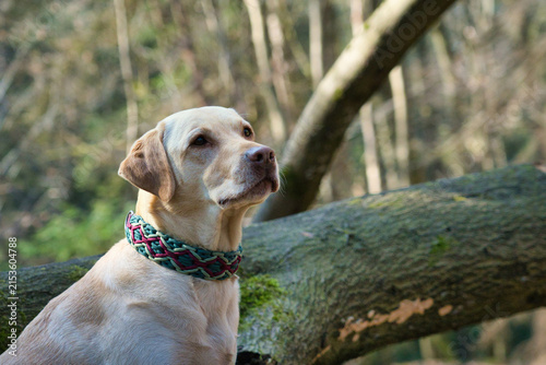 outdoor portrait of a blond Labrador dog in winter
