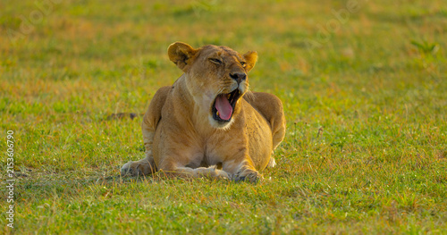 Photography Lioness yawning t in the Western Serengeti