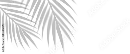 PNG shadow overlay effect of realistic tropical palm leaves isolated on transparent background. Black and white coconut leaf blur shadow overlay summer decorative vector element design.