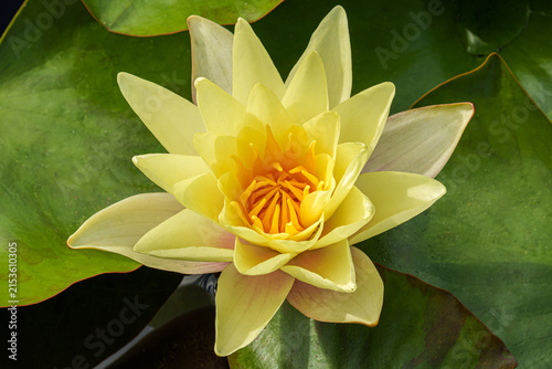 Yellow water lily in full bloom, viewed from above among large green lily pads. The bright golden flower center and layered petals create a striking natural composition.