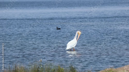 American white pelican near the lake shore.