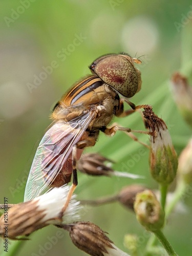 Selective focus of an insect known as Eristalinus, a genus of hoverfly 