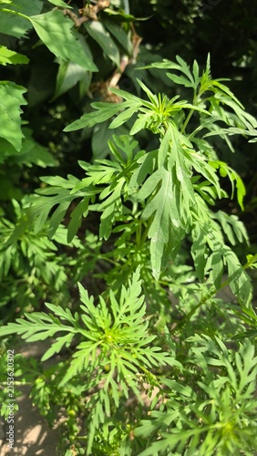 Cuadro en lienzo Macro close up of lush green foliage of common ragweed Ambrosia artemisiifolia g