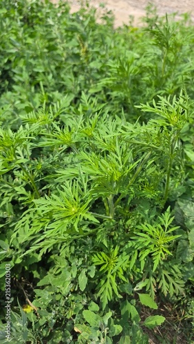 Obraz na plátně Lush green leaves of common ragweed Ambrosia artemisiifolia, an invasive weed an