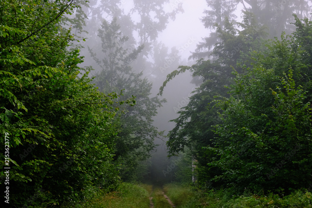 Fototapeta premium Bialowieza forest trail disappearing in mystical morning fog