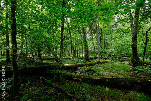 Obraz na plátně Bialowieza forest primeval woodland ecosystem showing nature