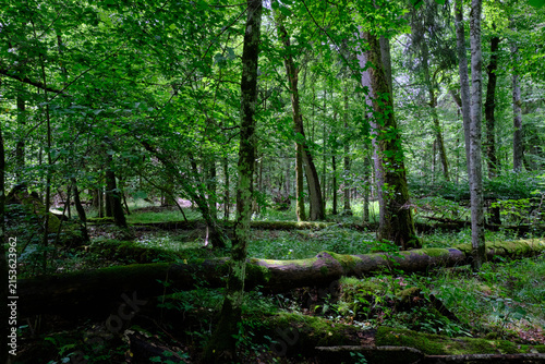 Принти на полотні Bialowieza forest primeval woodland preserving natural habitat