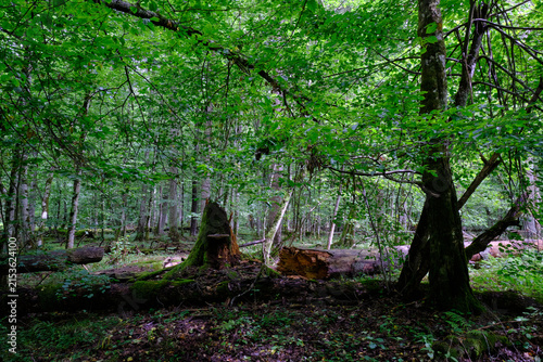 Canvas Print Bialowieza forest primeval woodland showing ancient trees