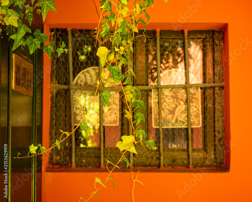 Obraz na plátne A branch of green ivy swaying  in front of an orange-coloured wall with a romant