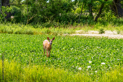 Pregnant White-Tailed Doe Deer Feeding In A Soybean Field