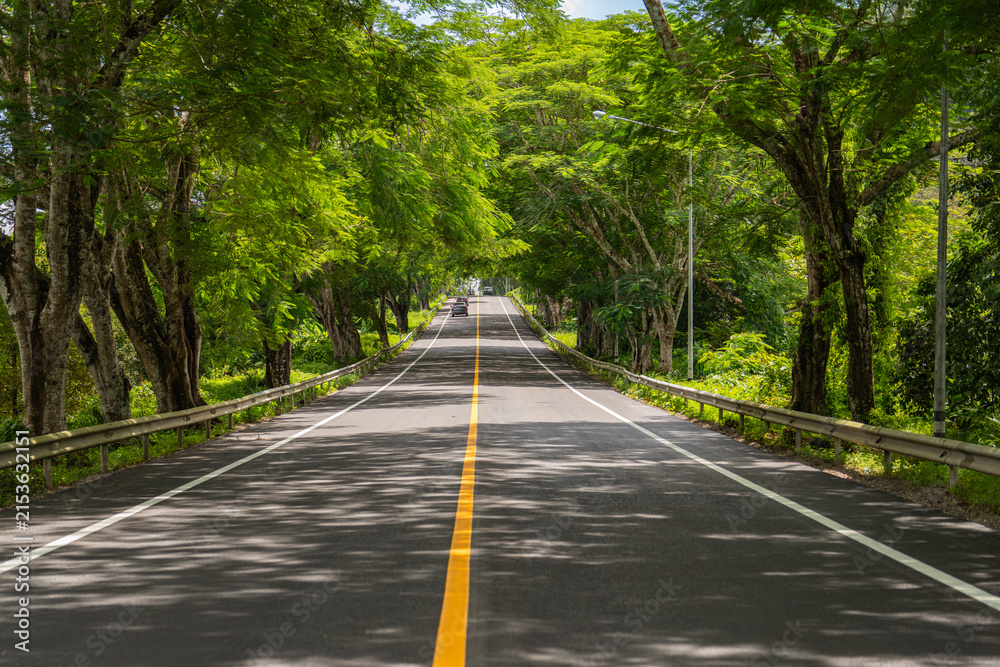 Obraz premium Picturesque tropical road surrounded by mature trees and lush greenery, creating a natural tunnel effect and a serene atmosphere for travel, adventure, and nature concepts.