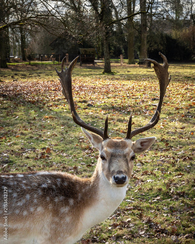 Male fallow deer with large antlers looking at camera in sunny forest park