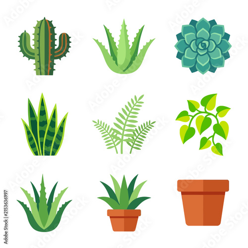 Houseplants collection featuring various cacti, succulents, and potted green foliage isolated on white.