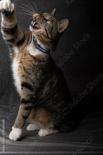 Playful tabby cat with open mouth reaching paw up on dark background