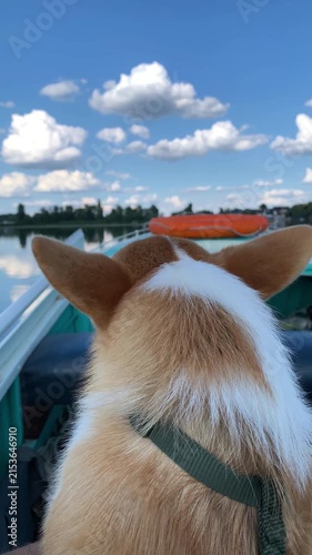 Corgi dog on boat with owner during fishing trip, highlighting companionship, trust, and joyful bond between human and pet. Vertical video.