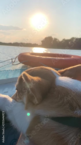 Close-up of a corgi dog sitting on a boat during a peaceful fishing trip at sunset, looking out over calm water with warm golden reflections. Tranquil outdoor scene with pet enjoying nature and advent