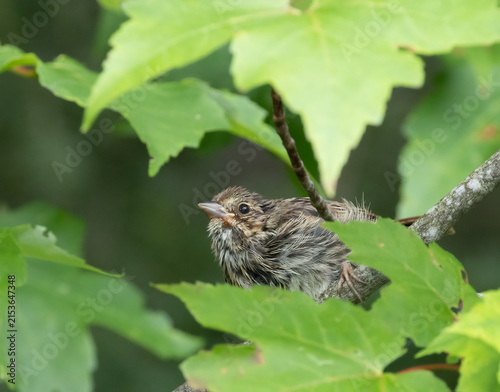 Bild auf Leinwand Juvenile Song Sparrow peeking out from behind green leaves in a tree in Arrowhea