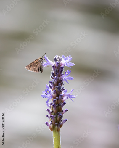 Foto Dunn Skipper on Pickleweed Plant with blurred water background in Arrowhead Park