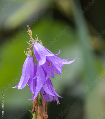 Quadro su tela Purple Creeping Harebell perennial wildflower with green blurred natural backgro