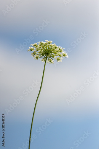 Queen Anne Lace from below with sky overhead 