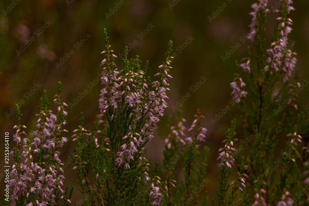 Obraz premium Close View of Heather Flowers in Nordic Woodland