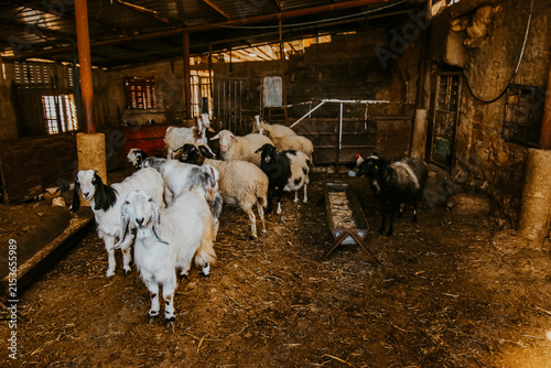 Foto Domestic goats resting inside a rustic farm shelter