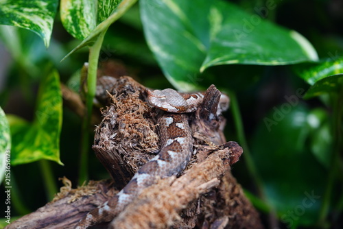 Portrait of a sand viper (Vipera ammodytes), a macro shot of its head and body in its natural habitat. The snake is found in the Balkan countries and Turkey.