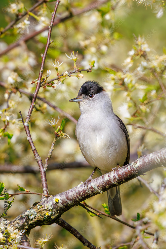 Naklejka premium Closeup of a Eurasian blackcap bird, Sylvia atricapilla, perching on a branch, singing.