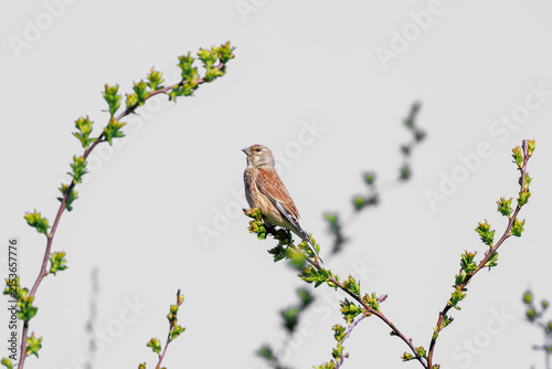 Foto Linnet male bird, Carduelis cannabina singing during Springtime