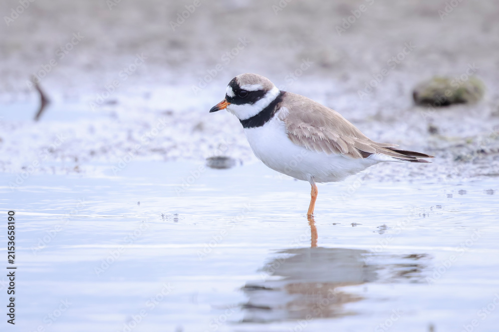 Obraz premium Common Ringed Plover Charadrius hiaticula waterfowl bird foraging
