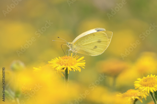 Bild auf Leinwand Small white butterfly Pieris rapae