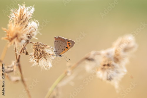 Small or common copper butterfly lycaena phlaeas closeup